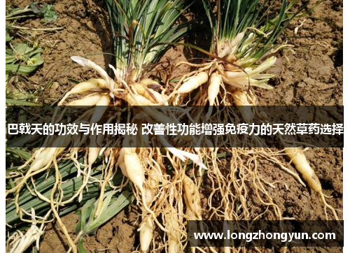 巴戟天的功效与作用揭秘 改善性功能增强免疫力的天然草药选择 巴戟天的功效与作用揭秘 改善性功能增强免疫力的天然草药选择