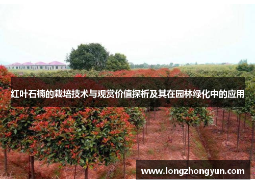 红叶石楠的栽培技术与观赏价值探析及其在园林绿化中的应用 红叶石楠的栽培技术与观赏价值探析及其在园林绿化中的应用